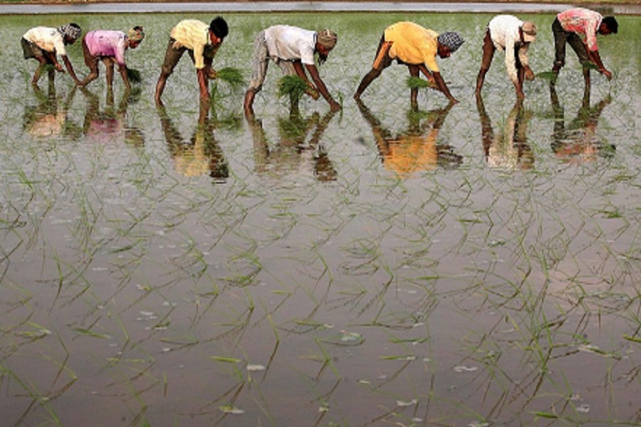 Labourers work in a paddy field at Gunowal village on the outskirts of the northern Indian city of Amritsar in Punjab state on June 16, 2014 — Reuters/Files