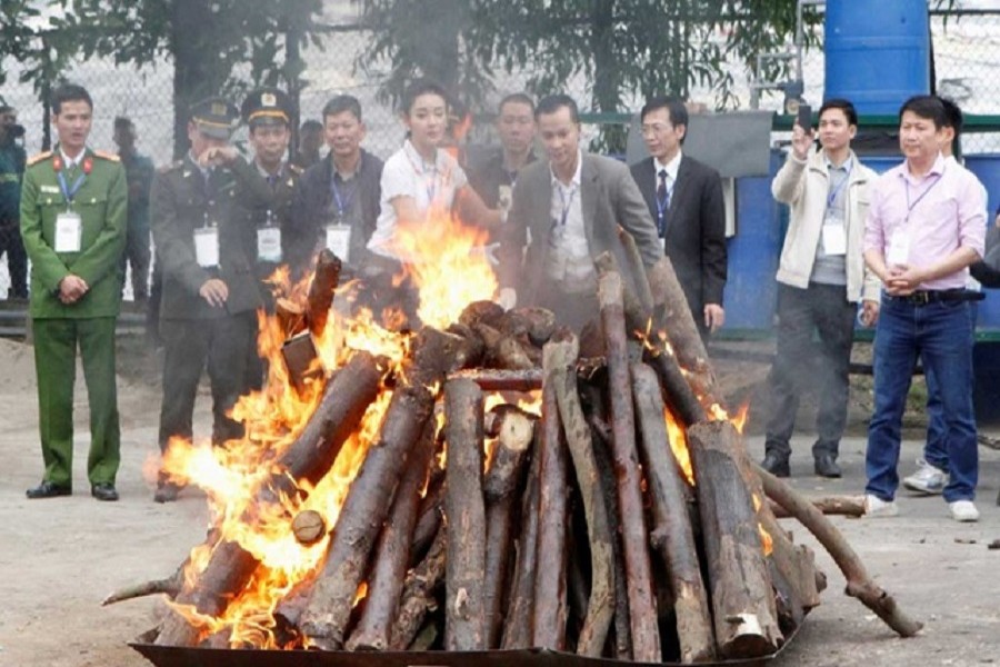 Seized elephant ivory and rhino horns are destroyed by Vietnamese authorities in Hanoi November 12, 2016 — Reuters/Files