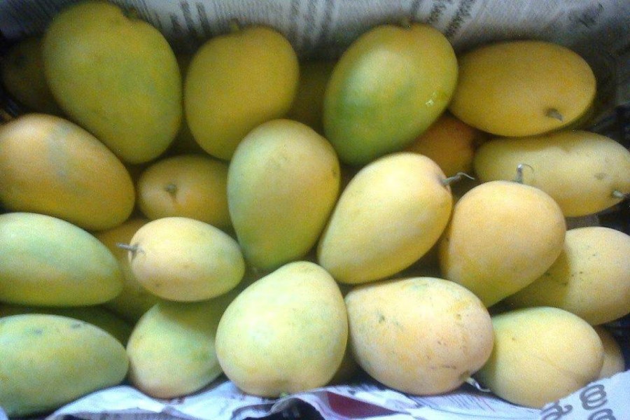 Mango export from Rajshahi to European markets continues