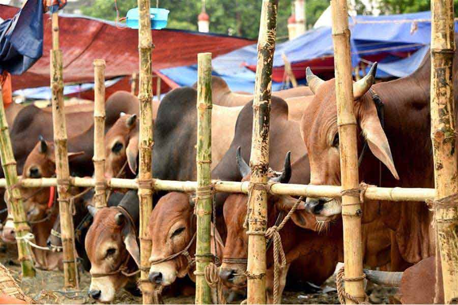 Eight teams to monitor city cattle markets