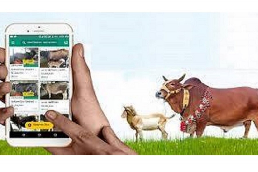Online apps reshaping cattle markets ahead of Eid