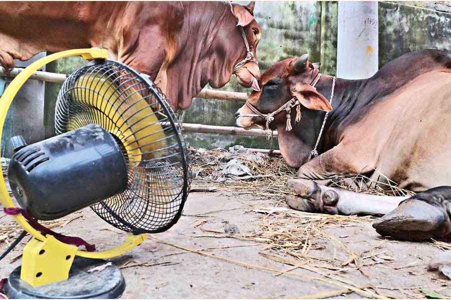 Amid hot and humid weather, an electric fan is being used to give some comfort to cows at Shoshan Ghat cattle market in the capital on Monday — Photo Shafiqul Alam