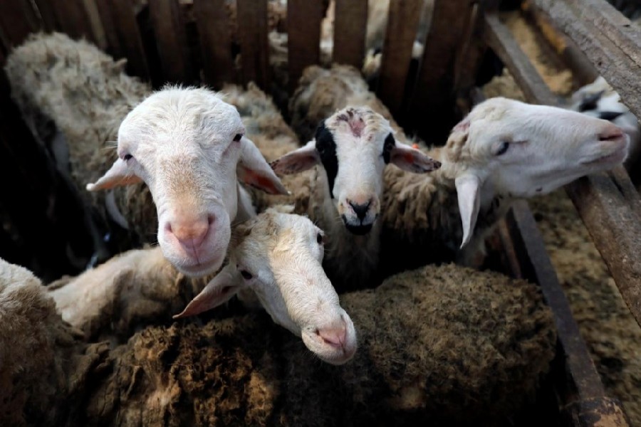 Sheep are pictured at the Mahir Farm, a goat and sheep feedlot, ahead of the Eid al-Adha, amid the spread of the coronavirus disease (Covid-19), in Bogor, West Java province, Indonesia, July 28, 2020 — Reuters