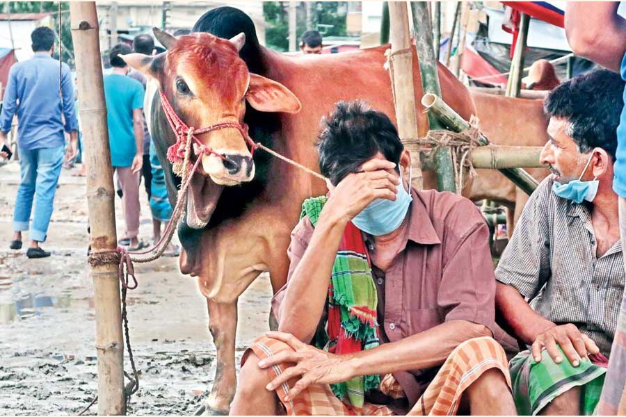 A cattle trader is frustrated at Dhupkhola Haat in old Dhaka on Wednesday as the prices of the sacrificial animals are low — FE Photo by Shafiqul Alam