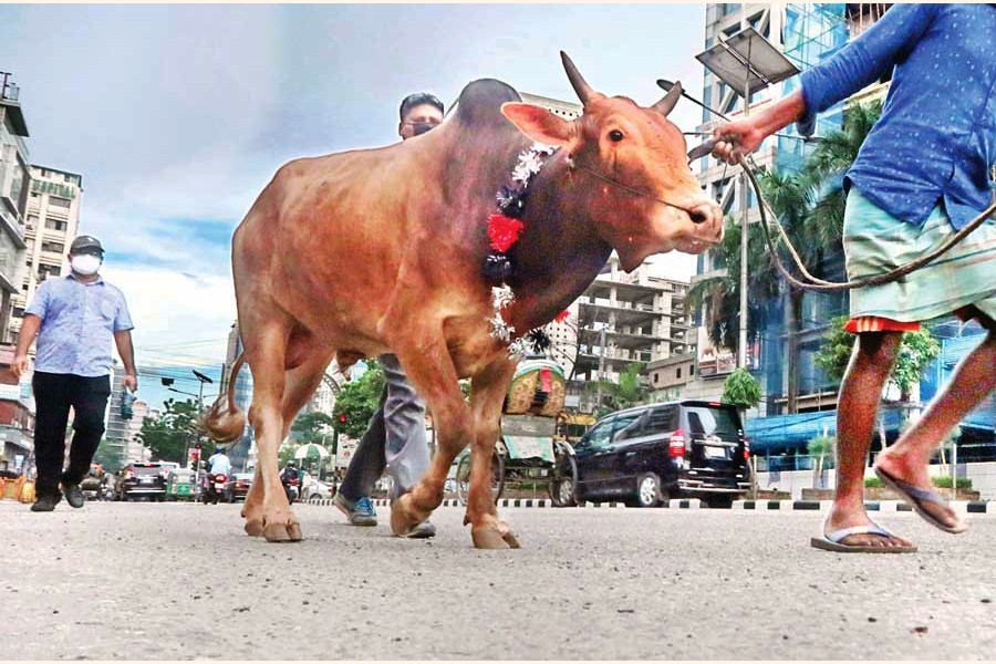With Eid-ul-Azha only a day away, two men taking a sacrificial animal to their home after buying it from a cattle market in the city on Thursday. The photo was taken in Kakrail area — FE photo by Shafiqul Alam