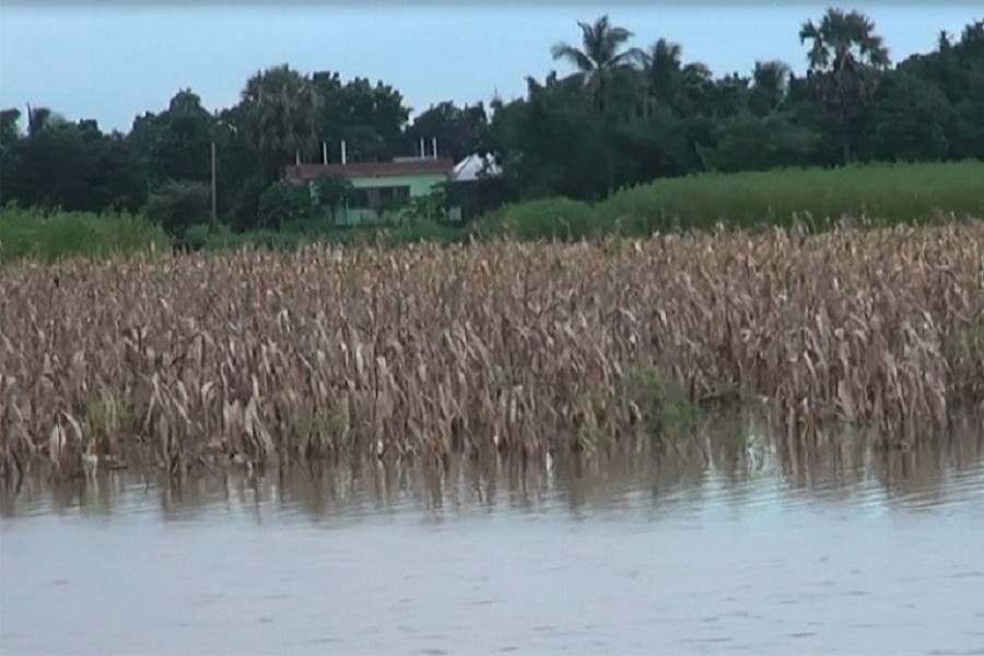 Faridpur flooding destroys around 15,000 hectares of crops