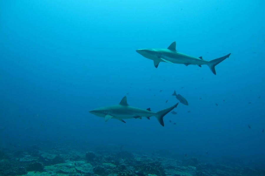 Gray reef sharks, the subject of a study on social behavior among sharks, are seen in the Pacific Ocean around the Palmyra Atoll, about 1,000 miles (1,600 km) southwest of Hawaii in this undated photo released on August 12, 2020 — Yannis Papastamatiou/Handout via Reuters
