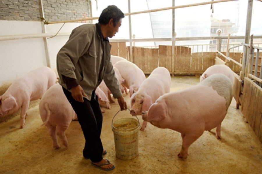 China-developed vaccine against African swine fever effective, to enter expanding trials