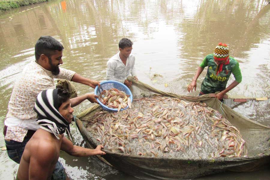 Support for fish farmers   