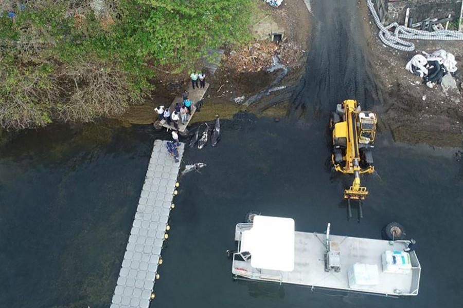 40 dolphins die near Mauritius oil spill