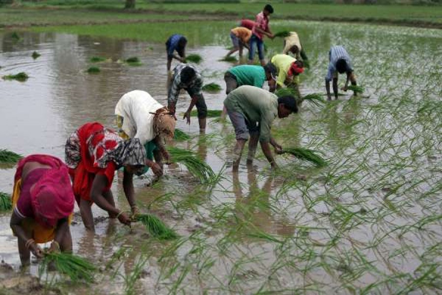 Ample monsoon rains push India's summer crop plantings to record