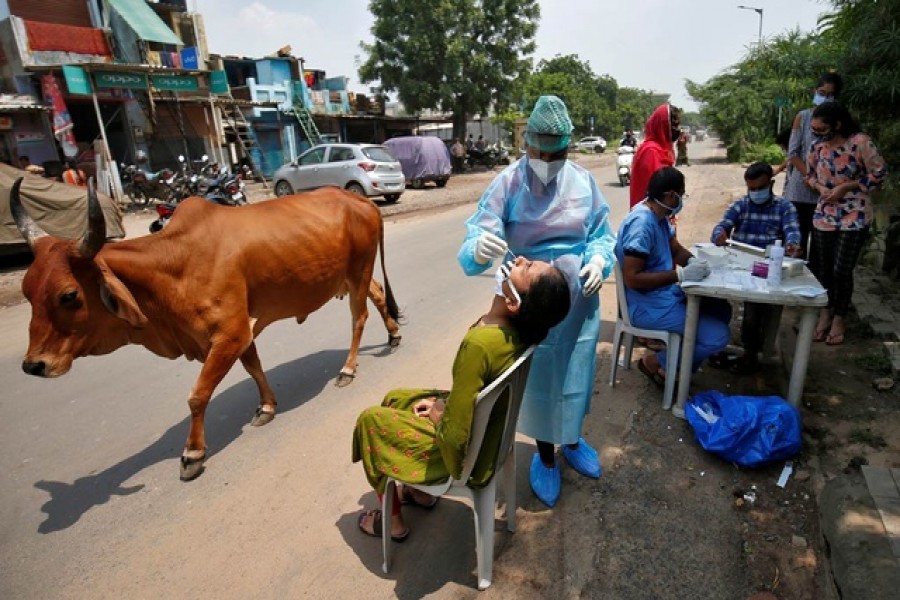 A healthcare worker wearing personal protective equipment (PPE) takes a swab from a woman for a rapid antigen test as a cow walks past alongside a road, amid the coronavirus disease (COVID-19) outbreak, in Ahmedabad, India, Sept 4, 2020. REUTERS