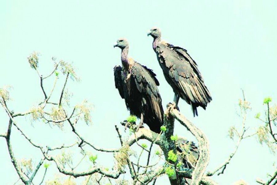 Vultures inching towards extinction with only 260 remaining in country