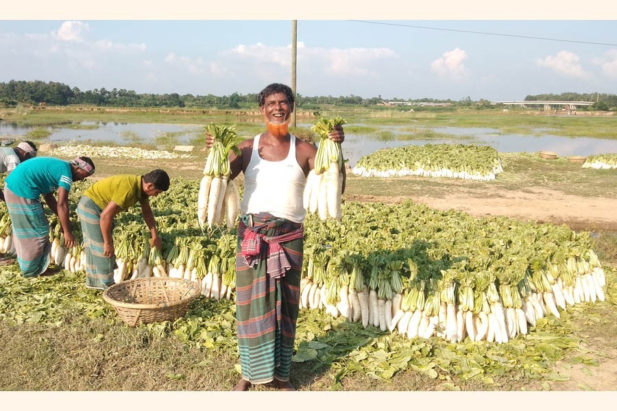 A farmer with a smiling gesture showing off two bundles of early winter variety radish that he produced on the Gumti riverbank in Cumilla — FE Photo