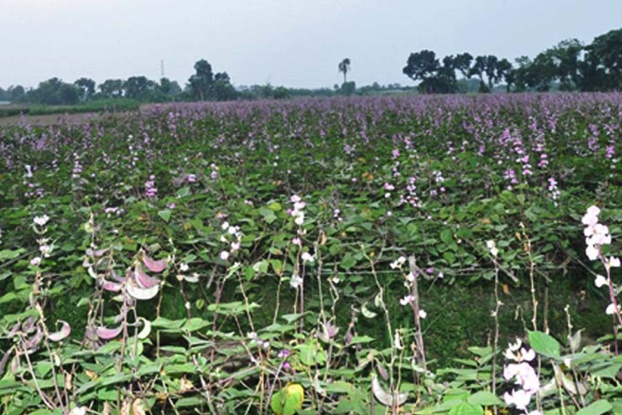 The photo gives a partial view of a bean field in Jashore — FE Photo
