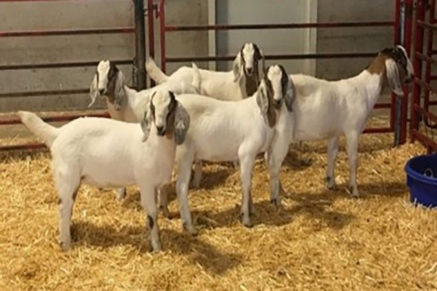 The genetically modified goats are a "proof in principle", say scientists - Photo courtesy: JonOatley
