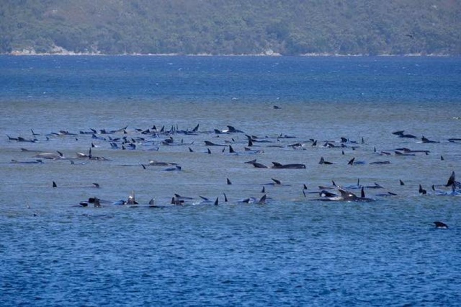 Stranded pilot whales are seen in Macquarie Heads, Tasmania, Australia September 21, 2020, in this picture obtained from social media. RYAN BLOOMFIELD/via REUTERS