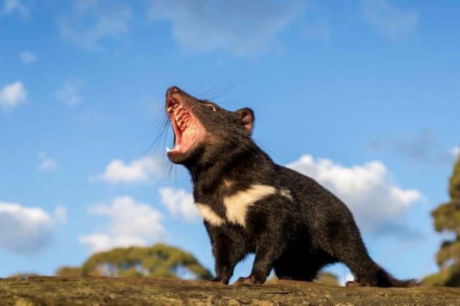 A Tasmanian devil reacts in Australia in this undated handout image. Aussie Ark/Handout via REUTERS