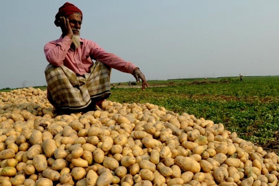 Govt fixes retail price of potato at Tk 30 a kg