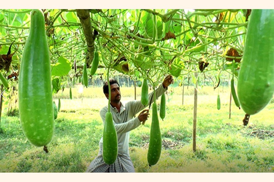 Photo shows a farmer of Cumilla's Lalmai taking care of gourds — FE Photo
