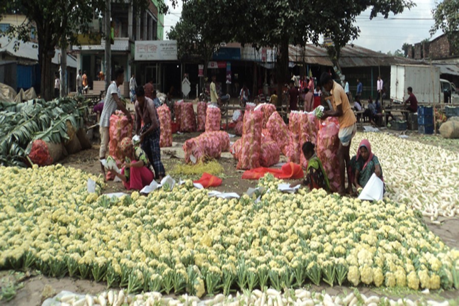 Growers processing early winter cauliflowers to send those to Dhaka from Bogura district — FE Photo
