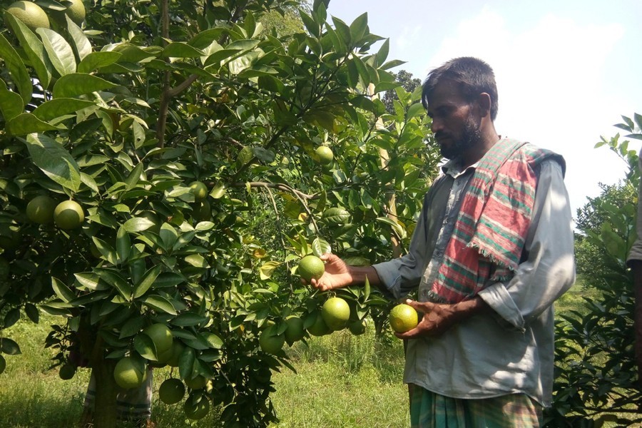Farmer Waliar plucking malta in his garden atvillage Jagdal of Magura — FE Photo