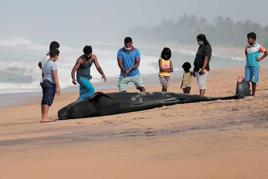 People looking at a dead pilot whale after being stranded on a beach in Panadura, Sri Lanka on Tuesday –Reuters Photo