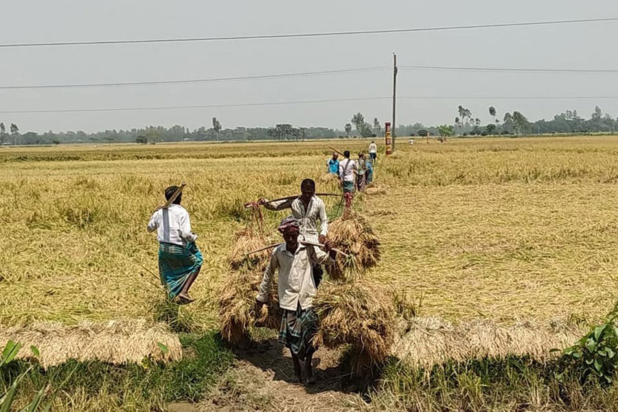 Farm labourers taking reaped transplanted Aman paddy home as harvesting of the crop is underway in all twelve upazilas of Bogura district — FE Photo