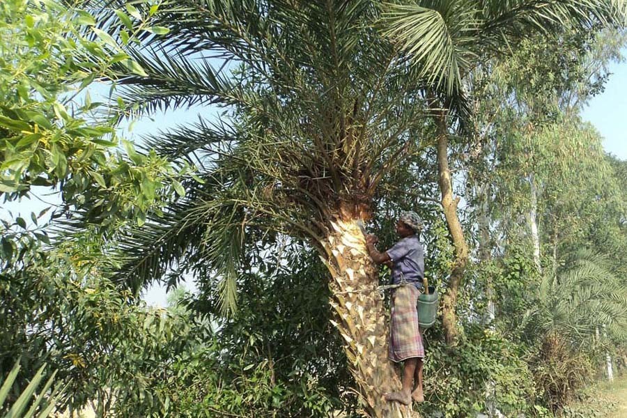 A Date juice collector is seen trimming a date tree for collecting juice under Dupchanchia upazila in Bogura district — FE Photo