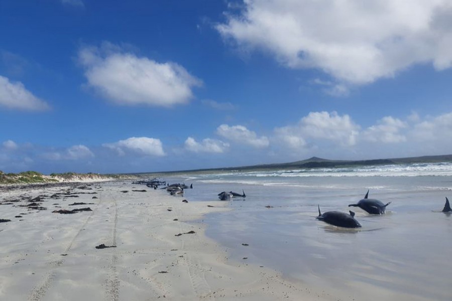 Pilot whales are seen stranded on the beach, in Chatham Islands on November 22, 2020 — Reuters photo