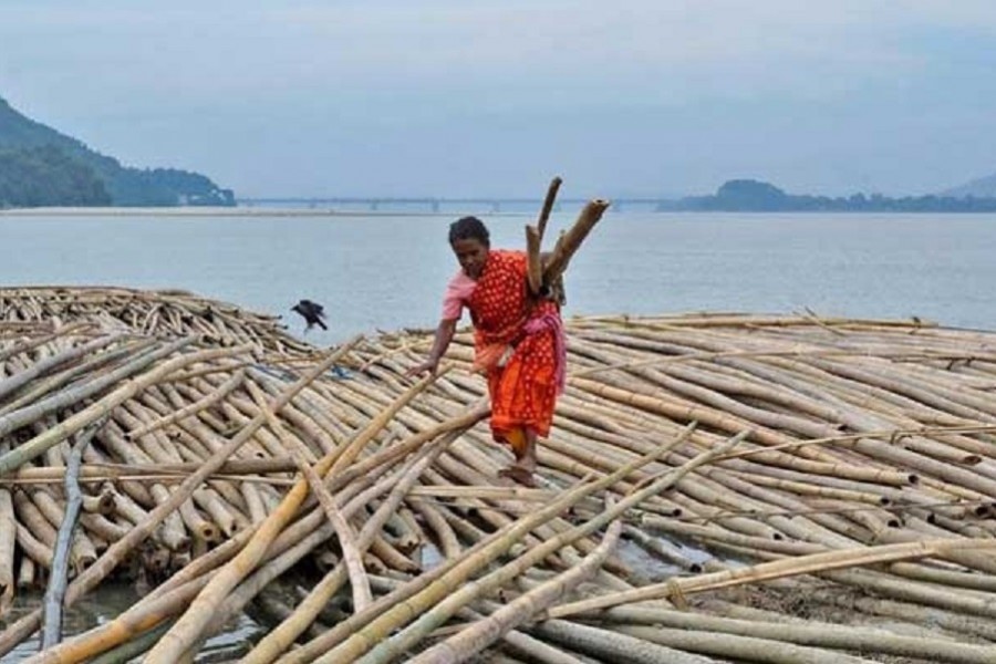A woman carries bamboo logs on the banks of the Brahmaputra river in Guwahati, India, Nov 4, 2016. REUTERS