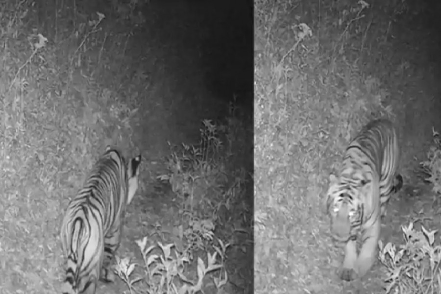 The Royal Bengal Tiger has been sighted at an altitude of 3,165 m above sea level for the first time in Nepal, raising concerns about the impact of global warming on wildlife.(ANI)
