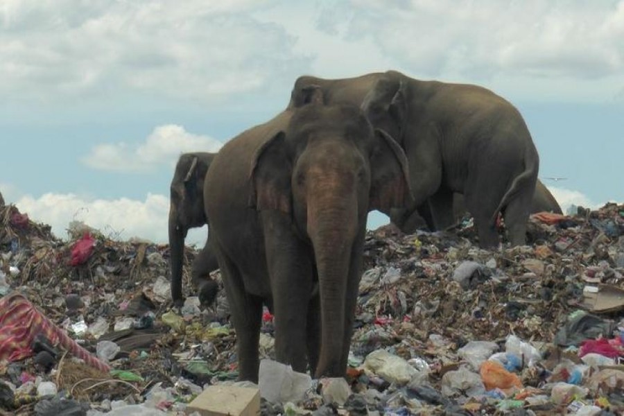Wild elephants are seen at a garbage landfill near the eastern town of Ampara in Sri Lanka.(Reuters)