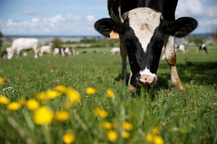 A dairy cow of the Holstein breed stands in a field in Montitier, as the spread of the coronavirus disease (Covid-19) continues, near Le Mont-Saint-Michel, France April 18, 2020 — Reuters/Files