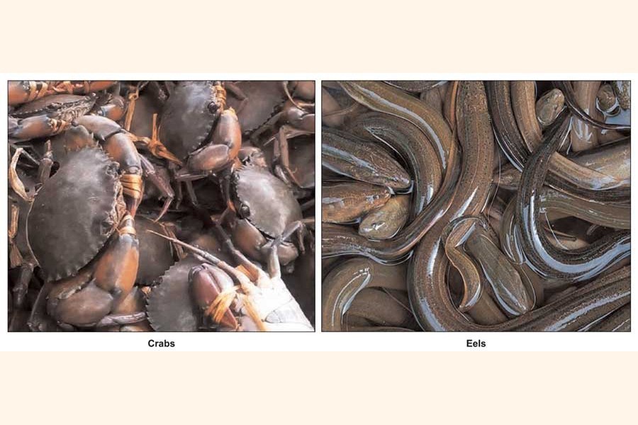Bangladesh set to lose Tk 6.0b due to China's ban on exports of eel, crab