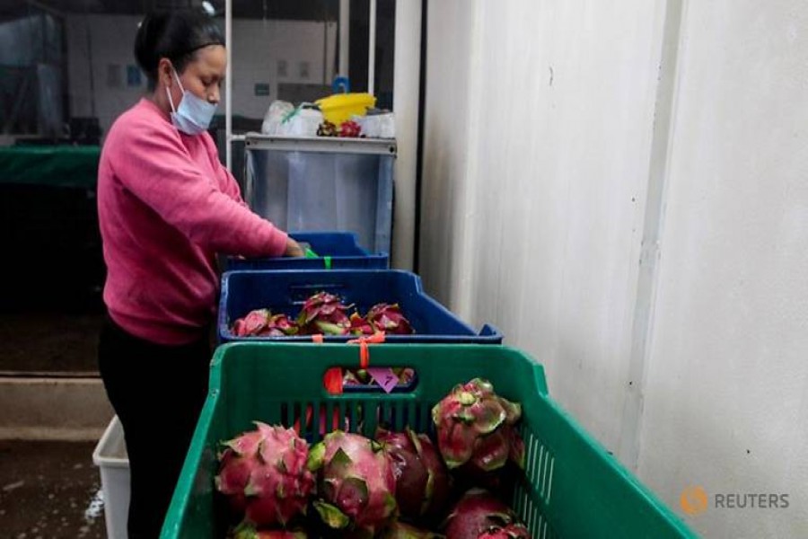 FILE PHOTO: A woman sorts and packs dragon fruit in Nicaragua July 5, 2017. REUTERS/Oswaldo Rivas/File Photo