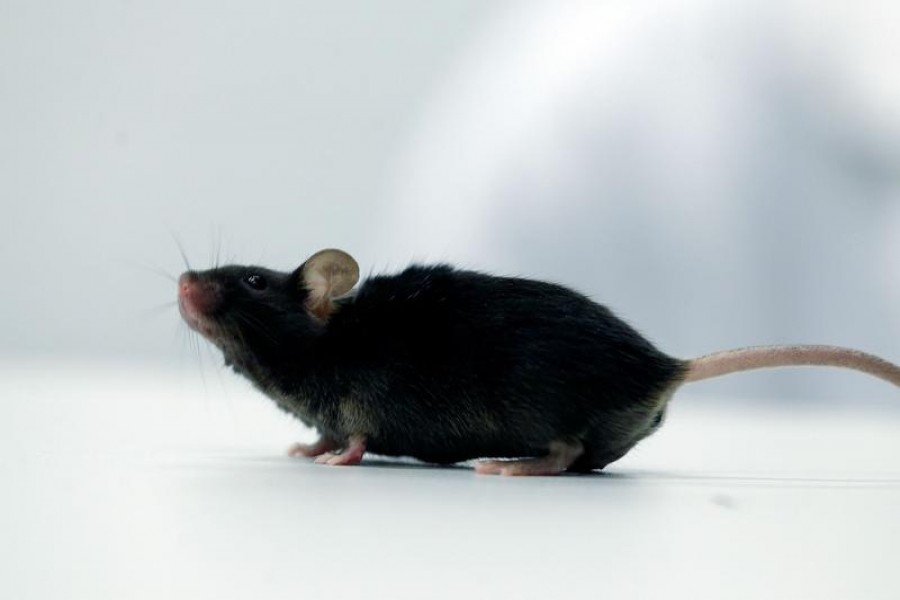 A mouse which recovered from paralysis is seen in a lab at Ruhr University, where scientists discovered a way to restore the ability to walk in mice that had been paralysed after a complete spinal cord injury, in Bochum, Germany, January 21, 2021 — Reuters