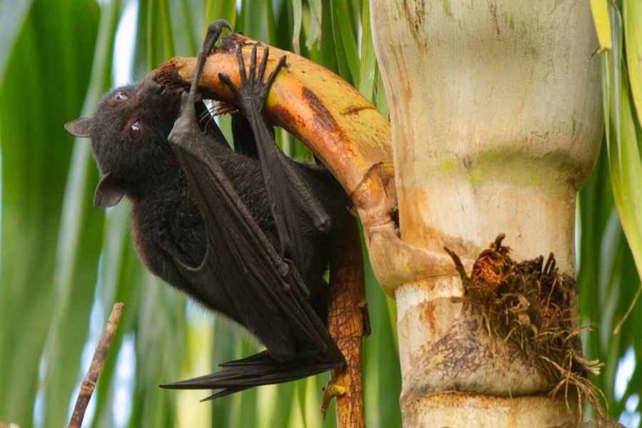 A black flying fox (Pteropus) feeding on a palm tree in Queensland, Australia. Bats and palms can both carry Nipah virus to humans. (Andrew Mercer via Wikimedia Commons)