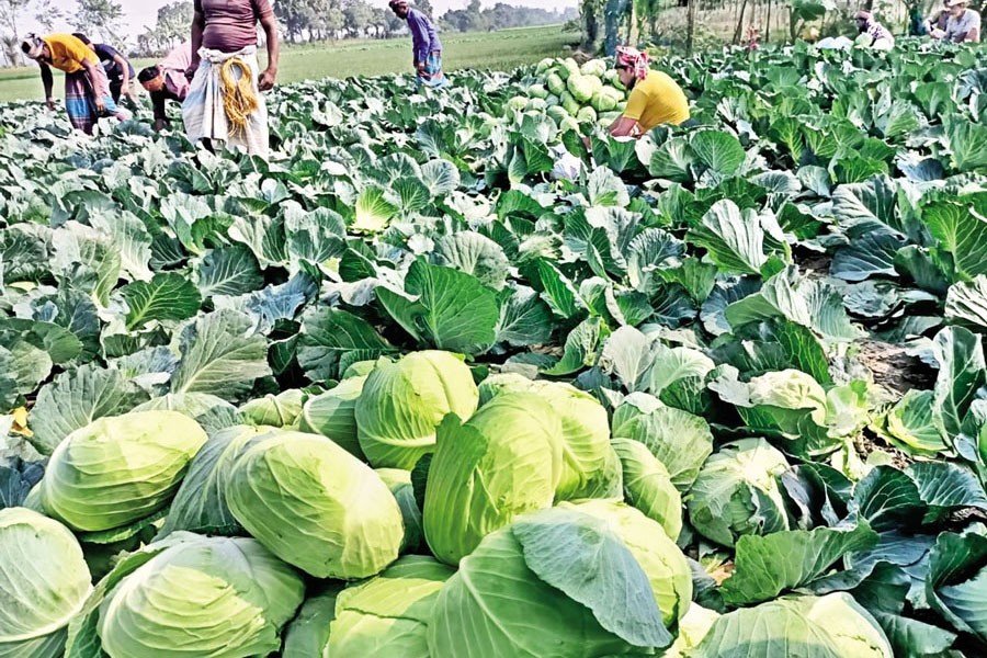 Farmers are busy picking cabbage in a field in a northwestern district of Bangladesh recently — Collected