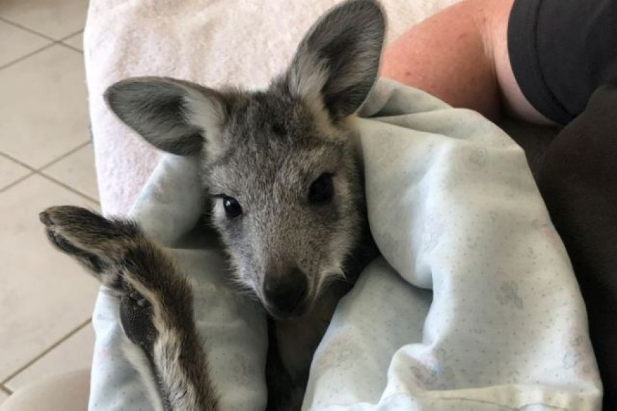 Pippa, a rescued orphaned seven-month-old wallaroo, rests in a homemade pouch at the home of Wildlife Information Rescue and Education Service (WIRES) carers Christie Jarrett and Matthew Jarrett in Bathurst, Australia, February 14, 2021 — Reuters/Files