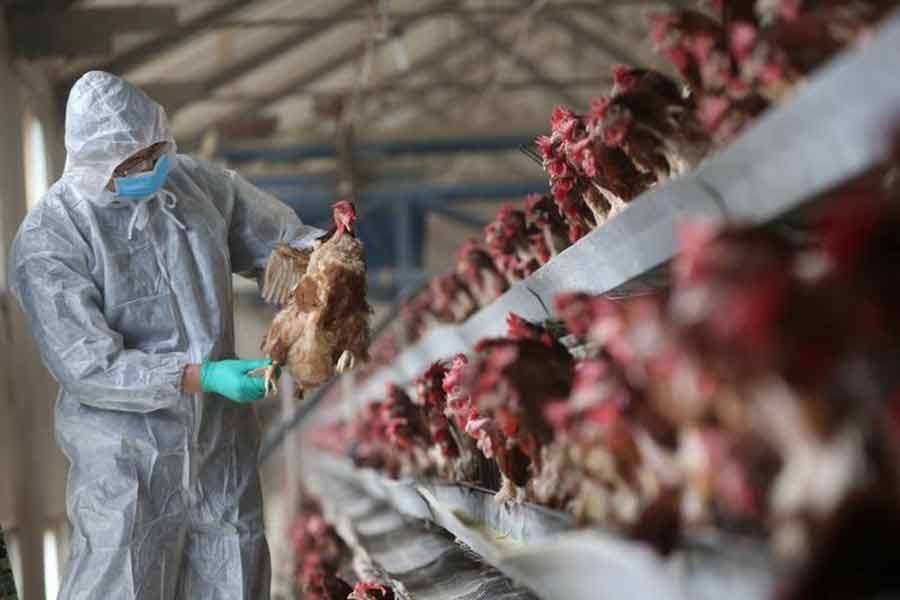 Russia reports first case of human infection with AH5N8 bird flu