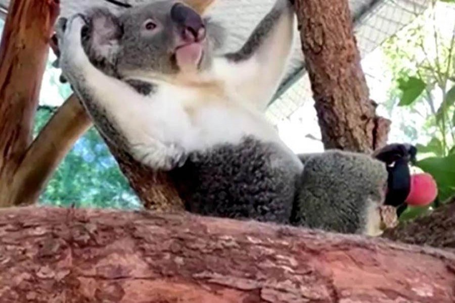 A koala with a prosthetic foot lies in a tree in Lismore, Australia, February 22, 2021 in this still image taken from a video — Reuters TV via Reuters