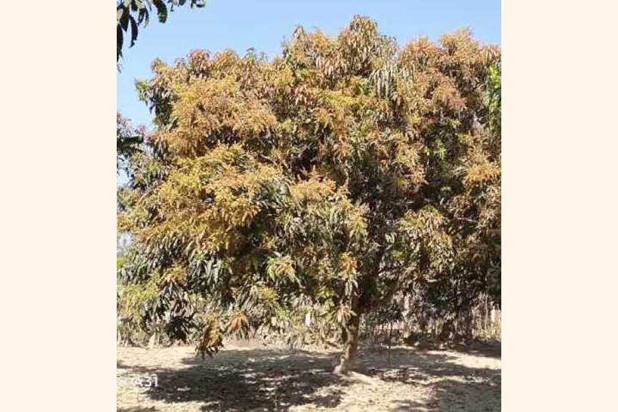 A partial view of a mango orchard in bloom at Jhopjhopia village under Jhenidah Sadar upazila — FE Photo