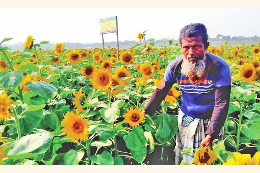 A farmer posing at his sunflower field at Kochua in Chandpur — FE Photo