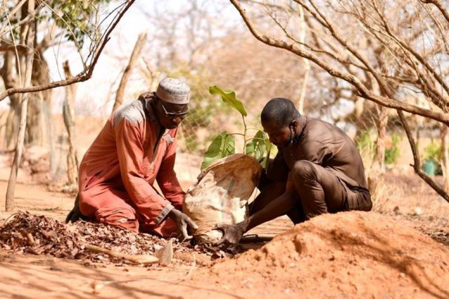 Yacouba Sawadogo, a farmer, who is known as the 'man who stopped the desert' for bringing life back to the arid lands, plants a tree in Ouahigouya, Burkina Faso January 31, 2021. REUTERS/Thiam Ndiaga