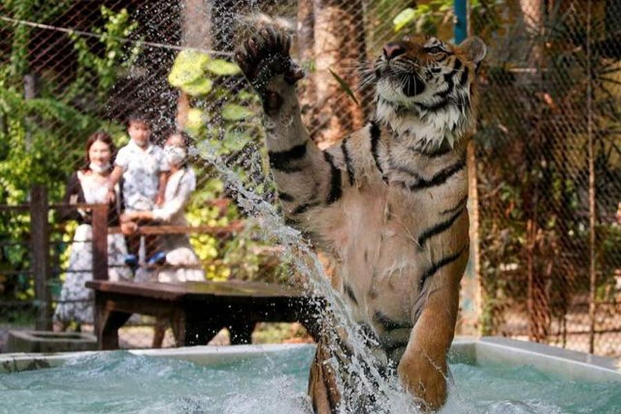 A cheetah licks an ice cube in a tiger zoo in Chiang Mai, Thailand, March 31, 2021 — Reuters