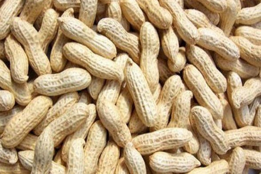 Groundnut cultivation gaining popularity in char areas