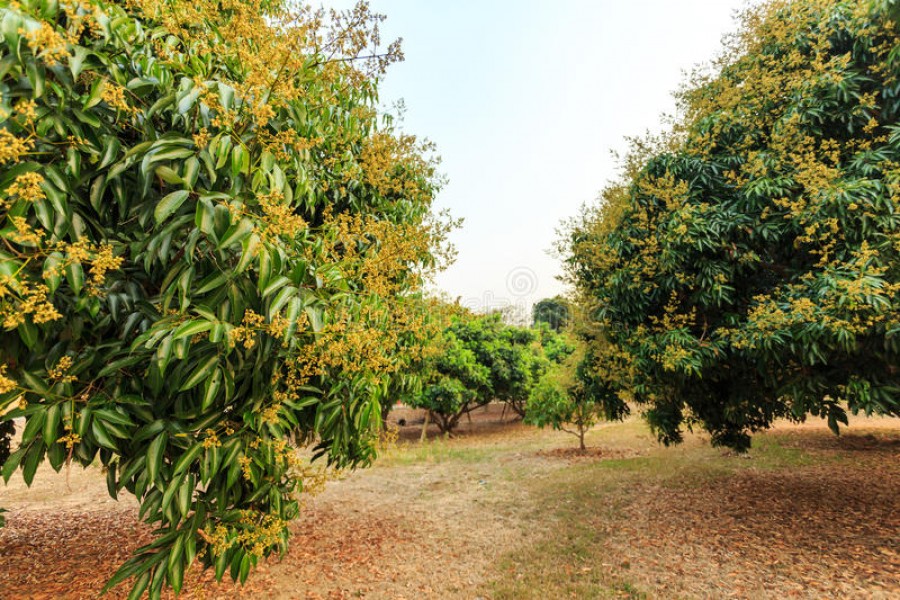 Farmers expect bumper litchi production in Rangpur region