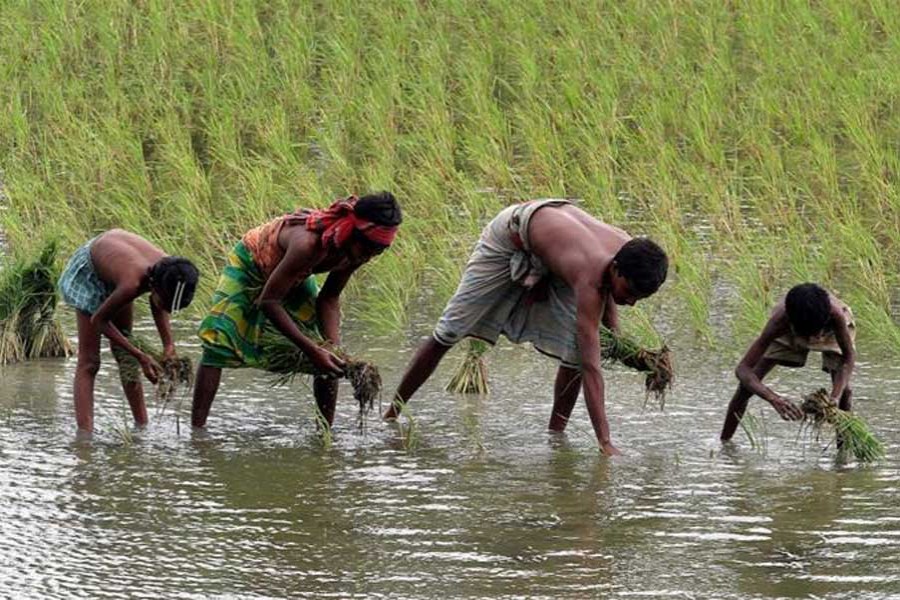 Checking Bangladesh's fast-shrinking farmland