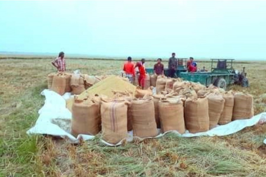 Photo shows farmers packing the harvesting Boro paddy before sending them to the market in the Dingapota Haor area in Mohanganj — FE Photo